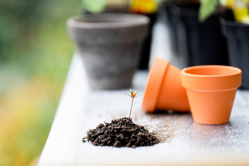 Mystical Plant Care