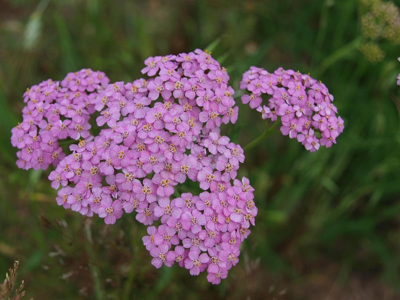 Magical Herb